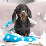 Hardest Dog Breeds to Train: Taming the Unruly Pups