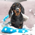 Hardest Dog to Train: Mastering the Challenge