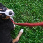 Hardest Dogs to Potty Train: Challenging Breeds Unveiled