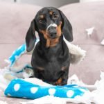 Hardest Dogs to Train: Tackling Canine Challenges