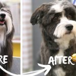 Havanese Dog Grooming: Tips for a Flawless Coat