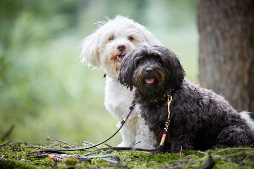 Havanese Dog Health Problems: Essential Care Tips
