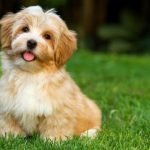 Havanese Hypoallergenic Dog Breeds: Perfect Pups for Allergy Sufferers