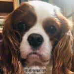 Health Problems in Cavalier King Charles Dogs: Essential Insights