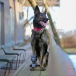 Health Problems in German Shepherd Dogs: A Vet’s Insight