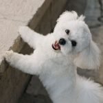 Health Problems With Bichon Frise Dogs: What Owners Must Know