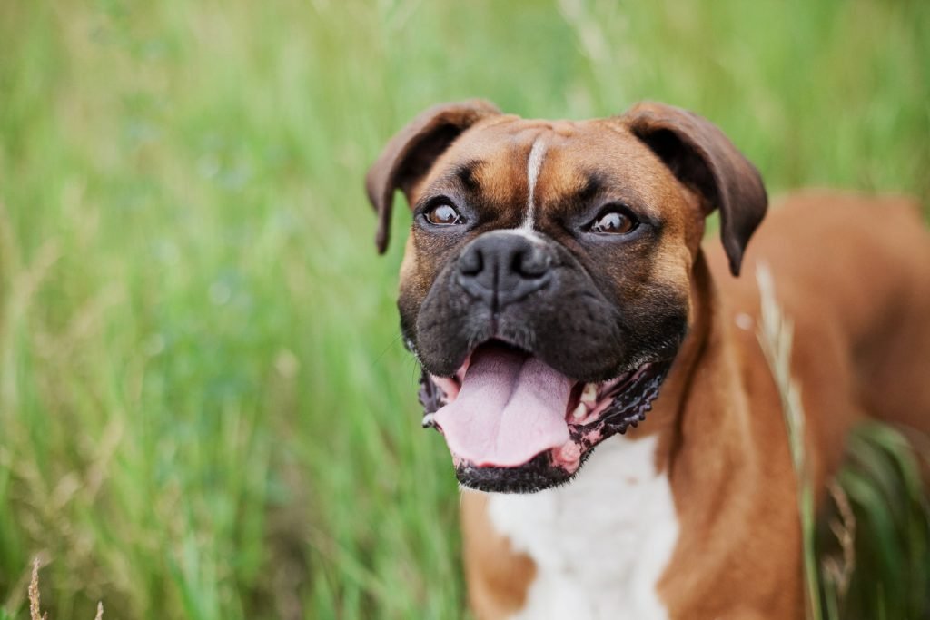 Health Problems With Boxers Dogs: What Owners Must Know