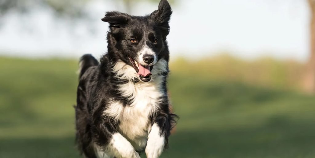 Healthiest Dog Breeds: Discover Top Vibrant Pups