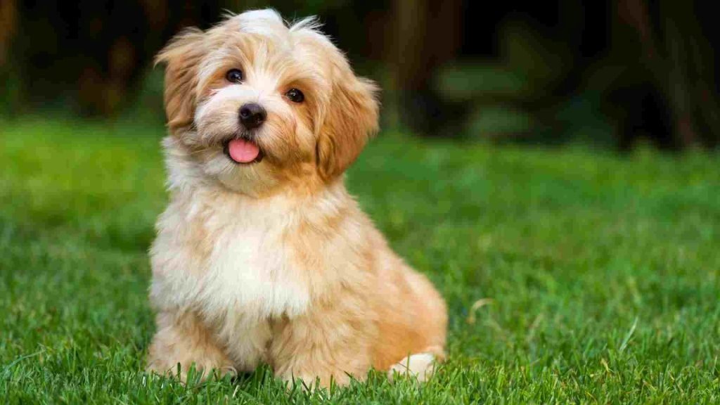 Healthiest Small Dog Breeds: Ultimate Guide