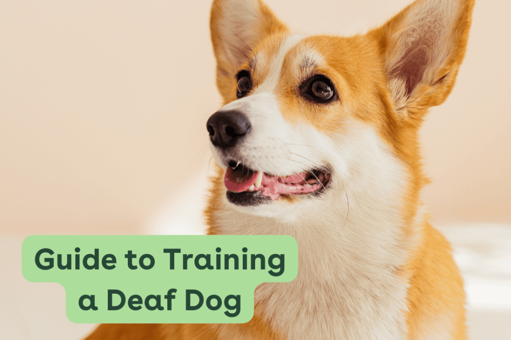 Hearing Impaired Dog Training: Techniques for Success
