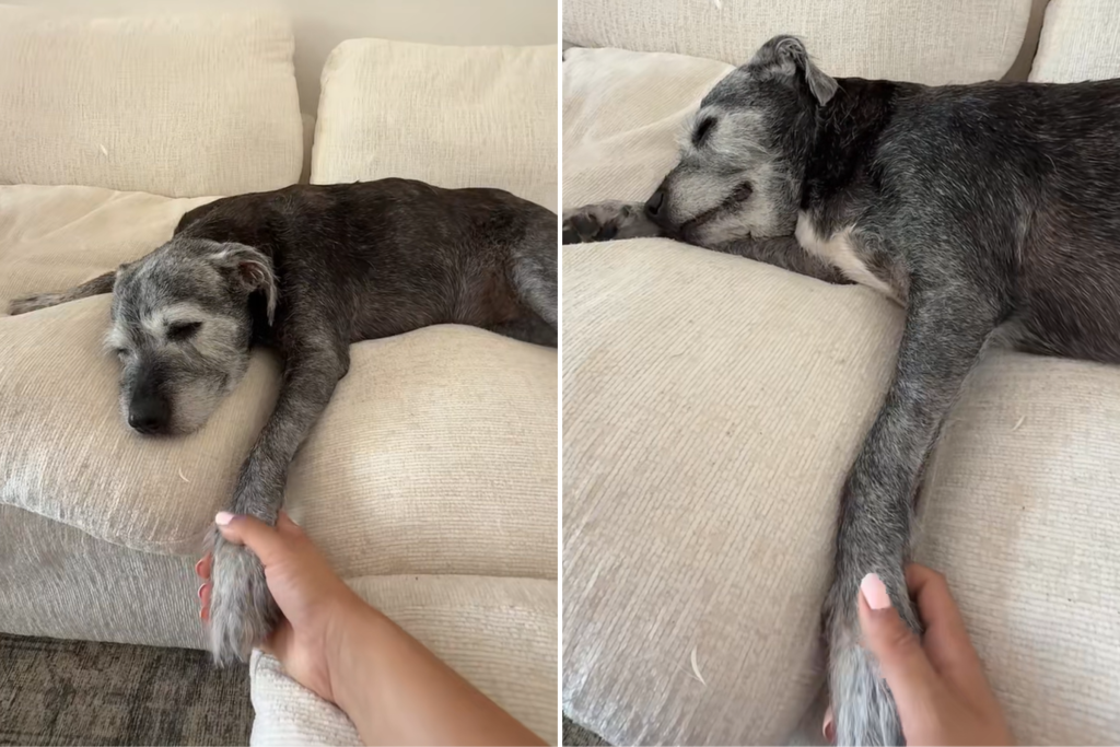 Heartbroken Shelter Dog Adoption Journey: From Tears to Joy