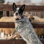 Herding Dog Breeds: Unleash Their Hidden Talents