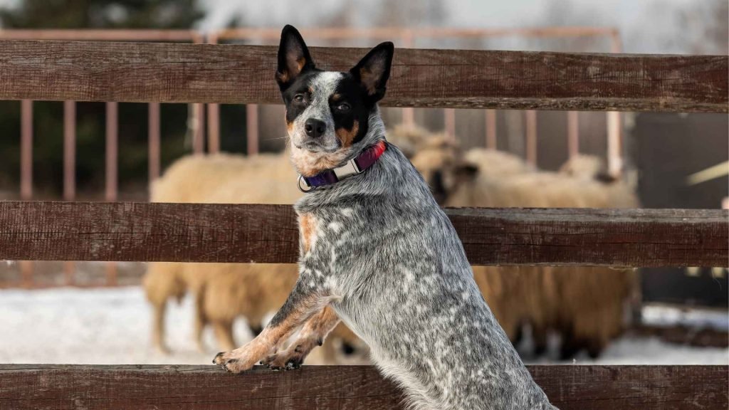 Herding Dogs Breeds: Top Picks for Farm Guardians