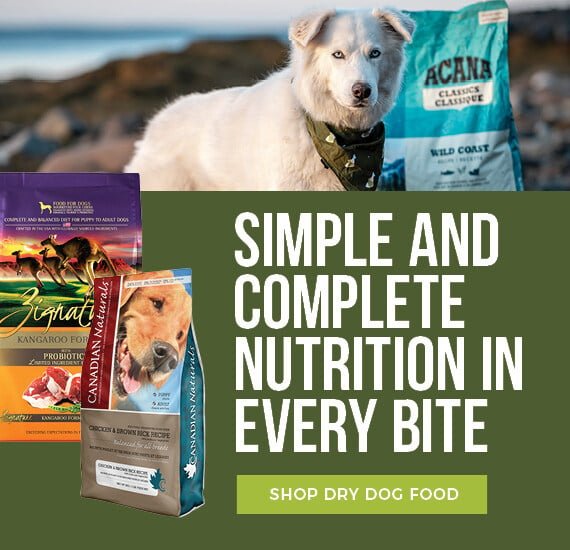 High Protein Low Carb Dog Food Diet: Ultimate Guide