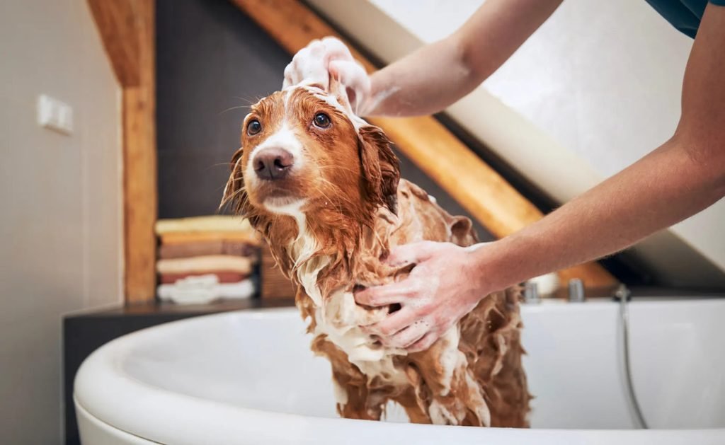 Home Dog Grooming: Transform Your Pet’s Look at Home