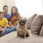 Home Insurance And Dogs: Protecting Your Furry Friends