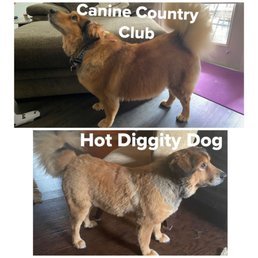 Hot Diggity Dog Grooming: Transform Your Pup Today!
