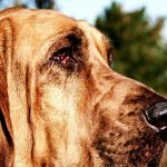 Hound Breeds Dog: Discover Top 10 Loyal Companions