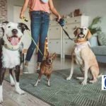 House Insurance And Dogs: Protect Your Furry Friends