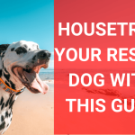 House Train a Dog: Ultimate Guide for Success