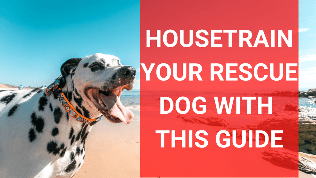 House Train a Dog: Ultimate Guide for Success