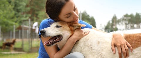 House Training a Shelter Dog: Proven Tips & Strategies
