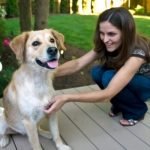 House Training an Older Dog: Tips for Success