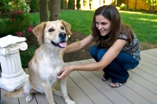 House Training an Older Dog: Tips for Success