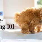 House Training Puppy Dog: Master the Basics Quickly