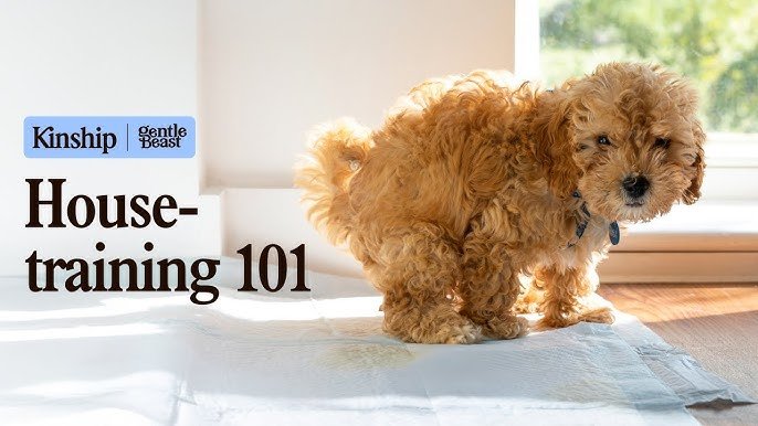 House Training Puppy Dog: Master the Basics Quickly