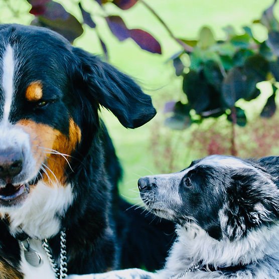 How Can I Become a Dog Trainer: Expert Tips & Guide