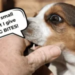 How Can I Train My Dog Not to Bite: Effective Techniques