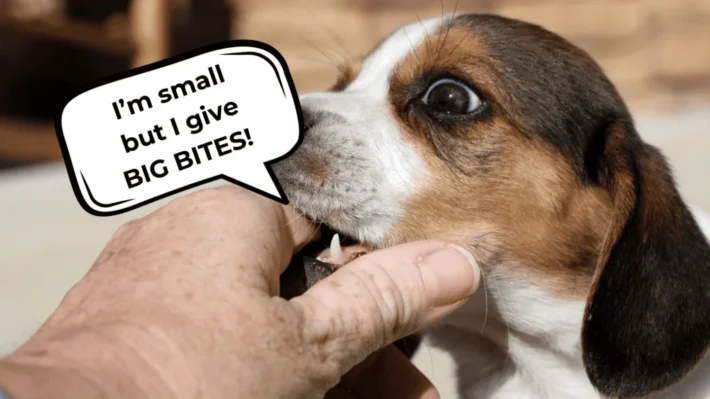 How Can I Train My Dog Not to Bite: Effective Techniques