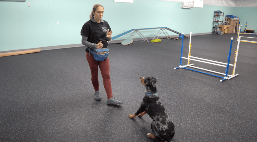 How Can I Train My Dog to Sit: Easy Steps