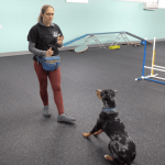 How Can I Train My Dog to Sit: Easy Steps
