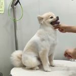 How Cute Dog Grooming Transforms Your Pet’s Look