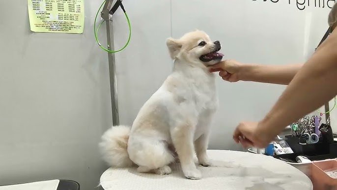 How Cute Dog Grooming Transforms Your Pet’s Look