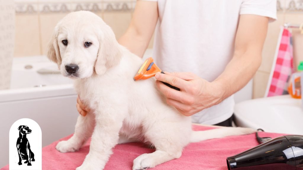 How Do I Groom My Dog: Expert Tips for a Flawless Coat