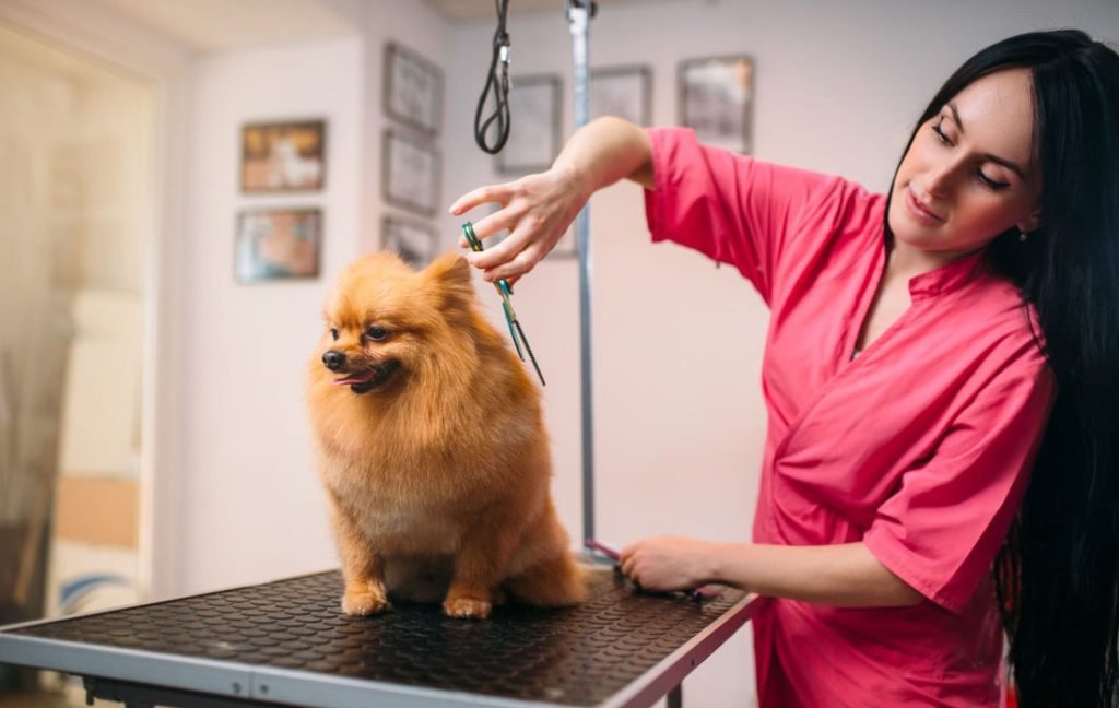 How Do I Start a Dog Grooming Business: Step-by-Step Guide