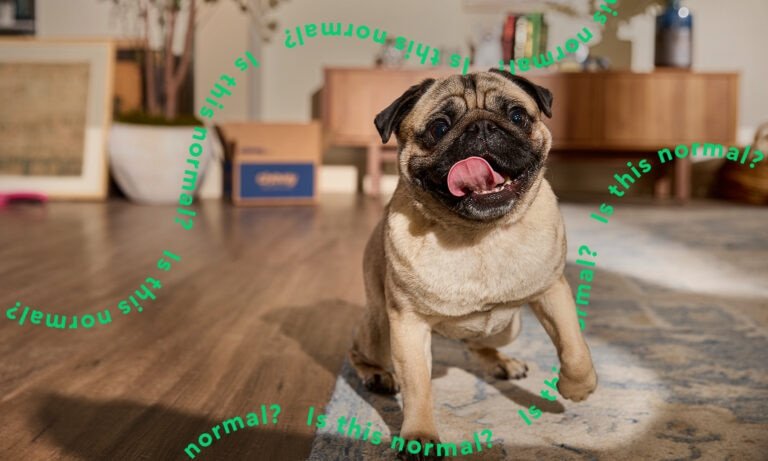 How Do I Train My Dog Not to Run Away: Expert Tips