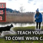 How Do I Train My Dog to Come When Called: Expert Tips