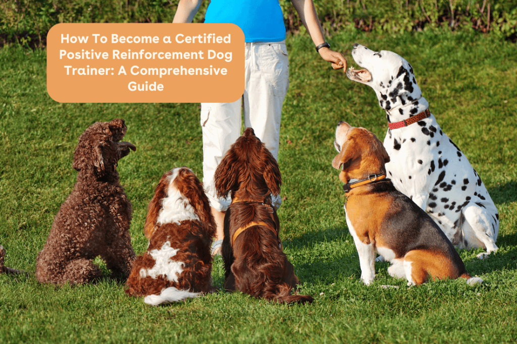 How Do You Become a Dog Trainer for Service Dogs: Expert Tips
