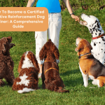 How Do You Become a Dog Trainer for Service Dogs: Expert Tips