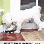 How Do You Bell Train Your Dog: Expert Tips Revealed