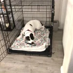 How Do You Crate Train a Dog: Expert Tips & Techniques