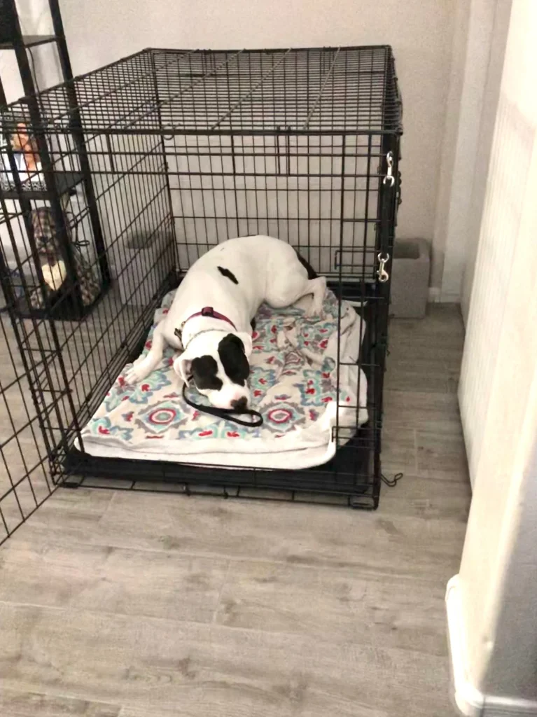 How Do You Crate Train a Dog: Expert Tips & Techniques