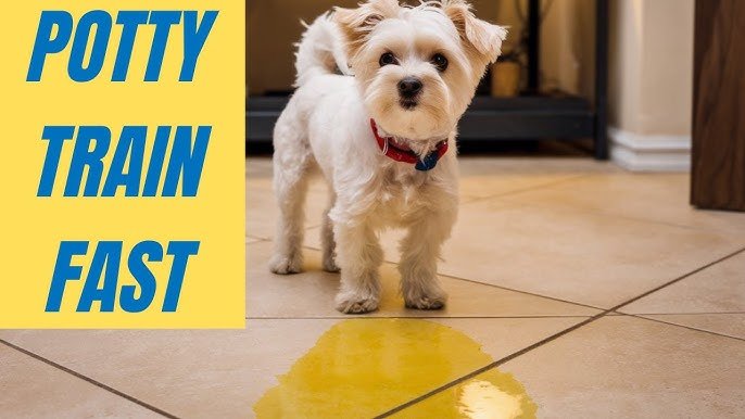 How Do You Potty Train a Dog: Expert Tips Revealed