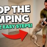 How Do You Stop Dog from Jumping on Guests: Effective Tips