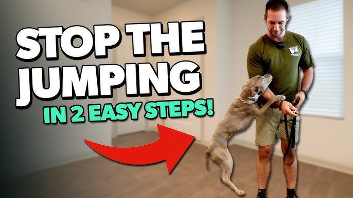 How Do You Train a Dog Not to Jump Up: Expert Tips