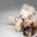 How Do You Train a Dog to Play Dead: Step-by-Step Guide